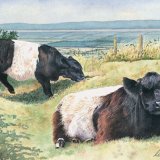 Belted Galloways Greetings Card A6 Greetings card featuring 2 Belted Galloway cows