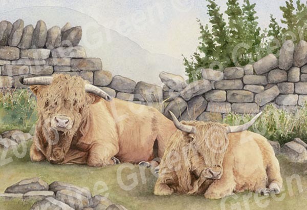 A6 Greetings card featuring 2 Highland cows