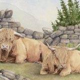 Highland Cattle Greetings Card A6 Greetings card featuring 2 Highland cows
