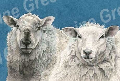 A6 Greetings card featuring 2 Sheep