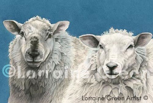 A6 Greetings card featuring 2 Sheep