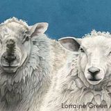 LG13 Blue Sheep A6 Greetings card featuring 2 Sheep
