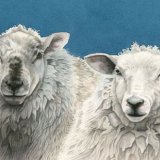 Blue Sheep Greetings Card A6 Greetings card featuring 2 Sheep
