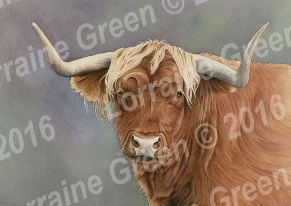 A6 Greetings card featuring a Highland Cow