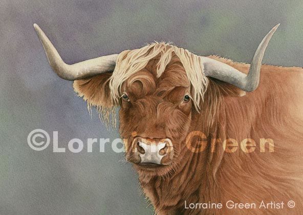 A6 Greetings card featuring a Highland Cow