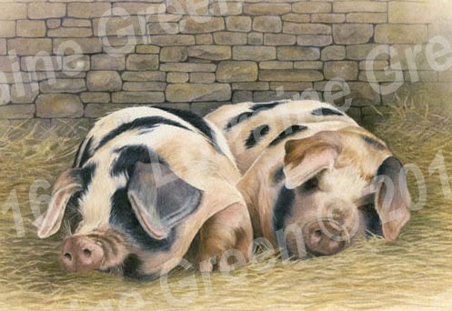A6 Greetings card featuring 2 Gloucester Old Spot pigs