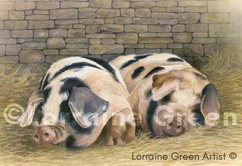 A6 Greetings card featuring 2 Gloucester Old Spot pigs