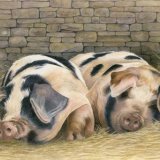 Painswick Pigs Greetings Card A6 Greetings card featuring 2 Gloucester Old Spot pigs