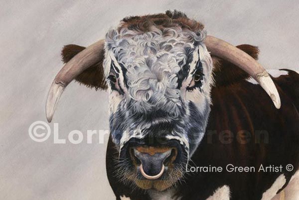 A6 Greetings card featuring a Longhorn Bull