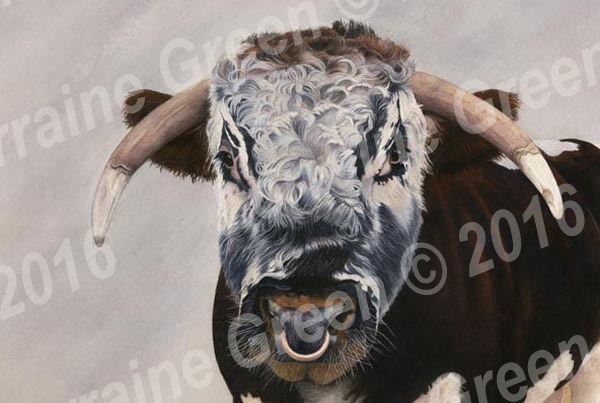 A6 Greetings card featuring a Longhorn Bull