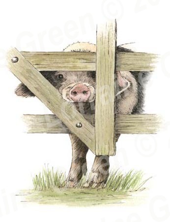 A6 Greetings card featuring a Nosey Gloucester Old Spot pig