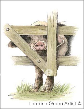 A6 Greetings card featuring a Nosey Gloucester Old Spot pig
