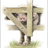 LG17 Nosey Porker A6 Greetings card featuring a Nosey Gloucester Old Spot pig