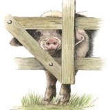 Nosey Porker Greetings Card A6 Greetings card featuring a Nosey Gloucester Old Spot pig