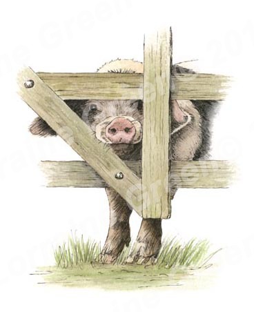 Print taken from a pen and wash picture of a cheeky Gloucester Old Spot pig.
