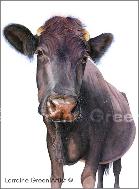 A6 Greetings card featuring a nosey cow