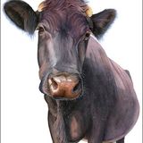 LG18 Nosey Cow A6 Greetings card featuring a nosey cow