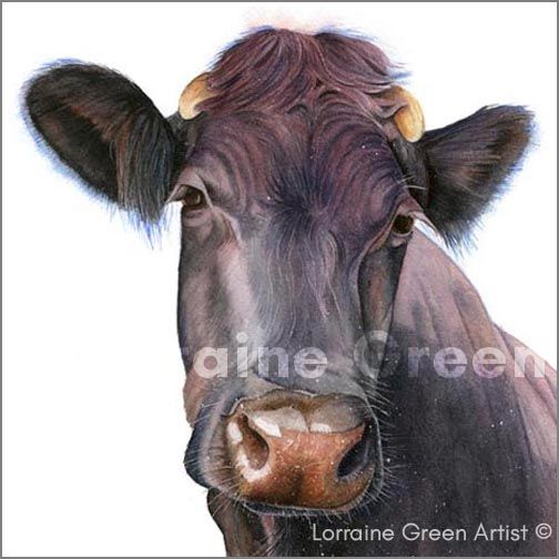 148mm square Greetings card featuring the head of a nosey cow