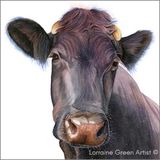 LG18S Nosey Cow Square 148mm square Greetings card featuring the head of a nosey cow