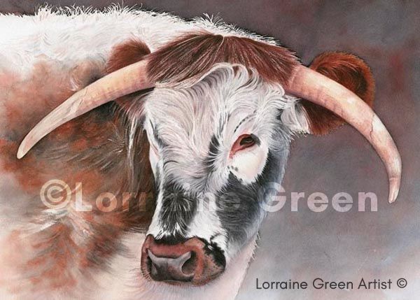 A6 Greetings card featuring a Longhorn cow