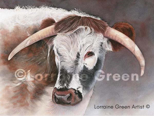 A print taken from a watercolour painting of a Longhorn cow