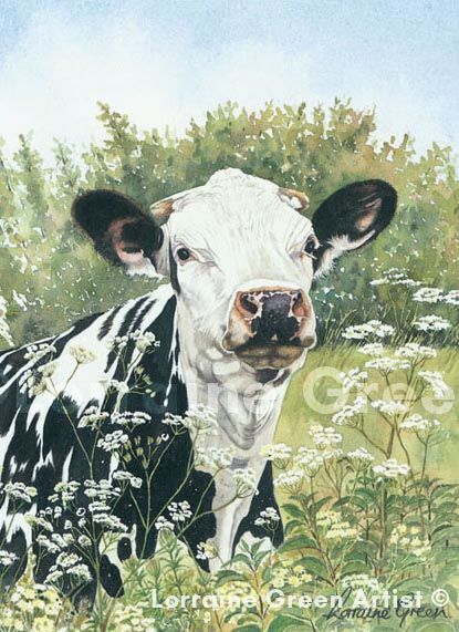 A6 Greetings card featuring a friesian cow - cow parsley friesian