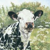 LG1 Cow Parsley Friesian A6 Greetings card featuring a friesian cow - cow parsley friesian
