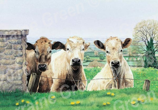 A6 Greetings card featuring 3 cows - the escape committee