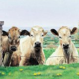 The Escape Committee Greetings Card A6 Greetings card featuring 3 cows - the escape committee