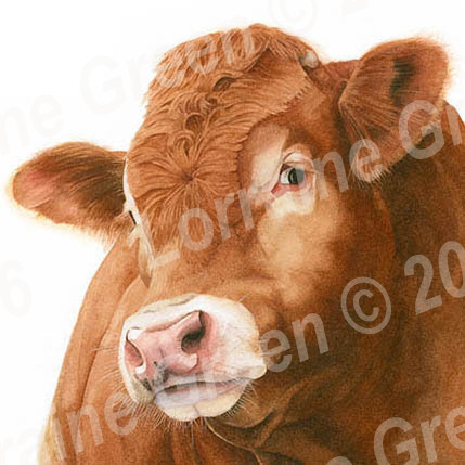 148mm square Greetings card featuring the head of a Limousin bull