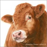 LG20S Hector Sq 148mm square Greetings card featuring the head of a Limousin bull