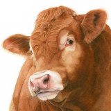 Square Hector Greetings Card 148mm square Greetings card featuring the head of a Limousin bull