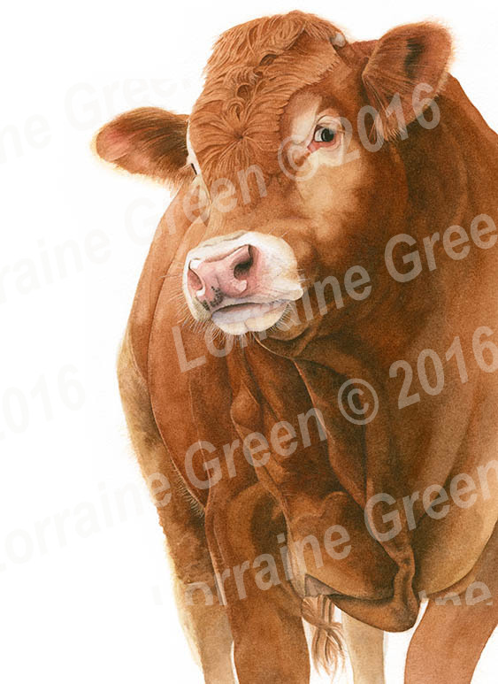 A6 Greetings card featuring a Limousin bull