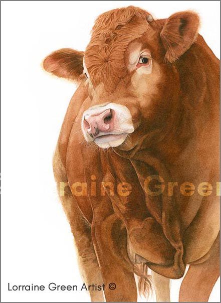 A6 Greetings card featuring a Limousin bull
