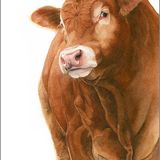 LG20 Hector A6 Greetings card featuring a Limousin bull