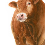 Hector Greetings Card A6 Greetings card featuring a Limousin bull
