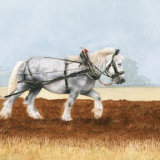 Misty Morning Grey Greetings Card DL Greetings card featuring a grey heavy horse
