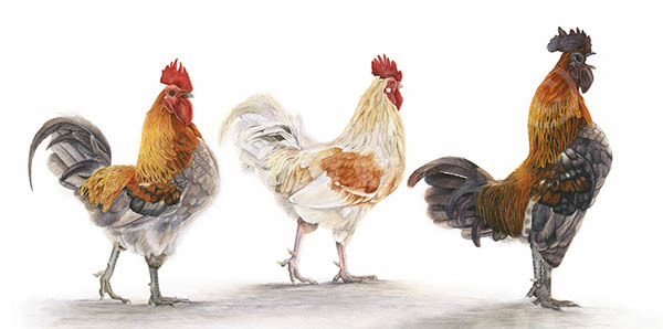 DL Greetings card featuring 2 chickens and 1 cockerel