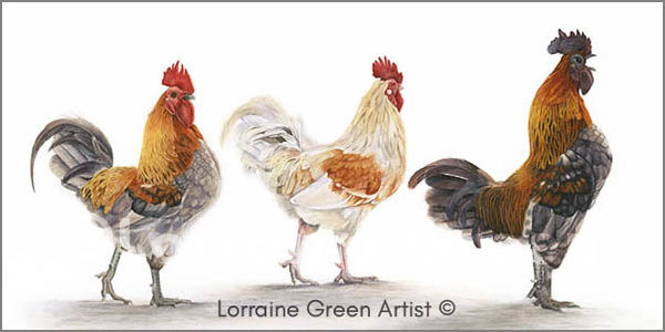 DL Greetings card featuring 2 chickens and 1 cockerel