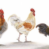 Follow the Leader Greetings Card DL Greetings card featuring 2 chickens and 1 cockerel