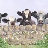 LG23 The Curious Five DL Greetings Card featuring five curious cows looking over a wall