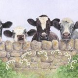 The Curious Five Greetings Card DL Greetings Card featuring five curious cows looking over a wall