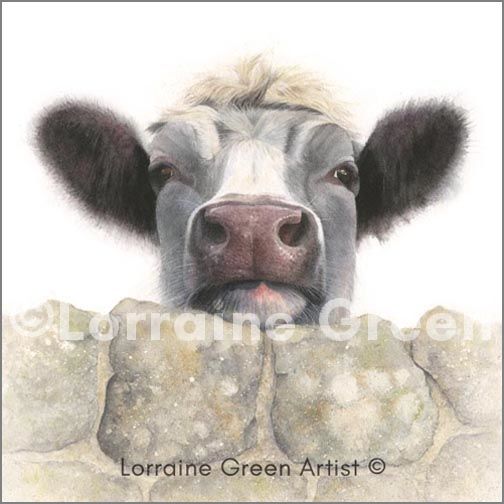 Greetings card showing a cow looking over a wall
