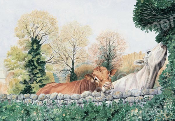A6 Greetings card featuring a limousin bull and a cow