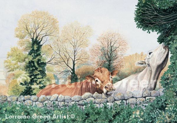 A6 Greetings card featuring a limousin bull and a cow