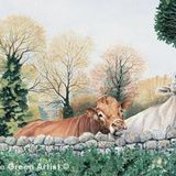 LG3 Over The Wall A6 Greetings card featuring a limousin bull and a cow