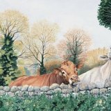 Over The Wall Greetings Card A6 Greetings card featuring a limousin bull and a cow
