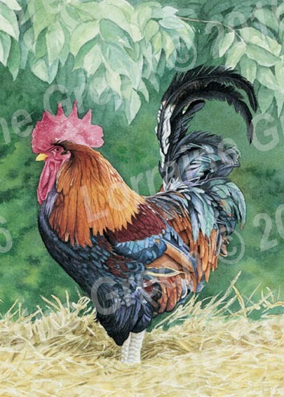 A6 Greetings card featuring a colourful cockerel