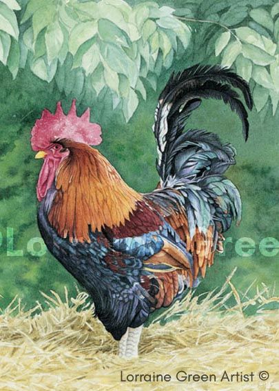 A6 Greetings card featuring a colourful cockerel