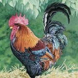 LG4 Cockerel A6 Greetings card featuring a colourful cockerel